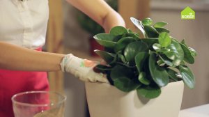 Пеперомия: как правильно ухаживать и пересадить