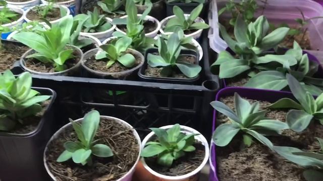 ?Мой цветочный оазис зимой? смотреть онлайн