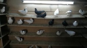 Мои Пермские голуби - Более подробный обзор