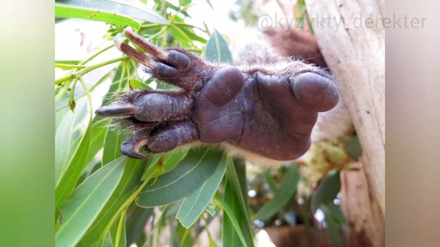 КОАЛА 20 САҒАТ ҰЙЫҚТАЙДЫ. FACTS ABOUT KOALA. ИНФОРМАЦИЯ О КОАЛЕ. смотреть онлайн