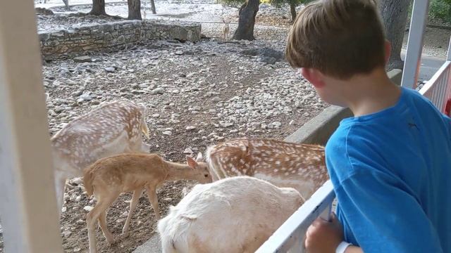 Wonder World petting zoo #1 смотреть онлайн