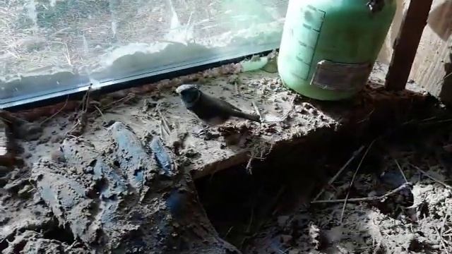 Синица хохлатая под куполом смотреть онлайн