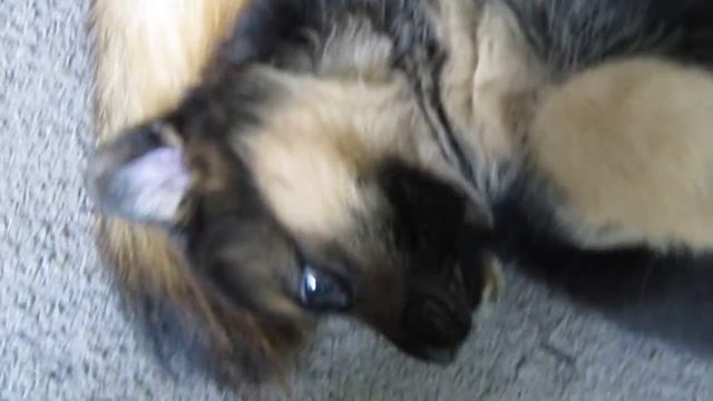German shepherd puppy - Playing with mom смотреть онлайн