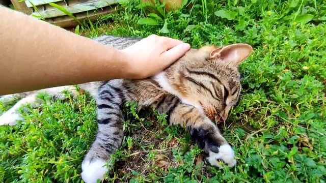 Деревенские будни. Продолжаем возить СЕНО! Кот вернулся! Спасаем коров от овода смотреть онлайн