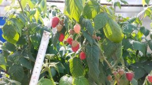 Малина сорта "Шапка Мономаха"