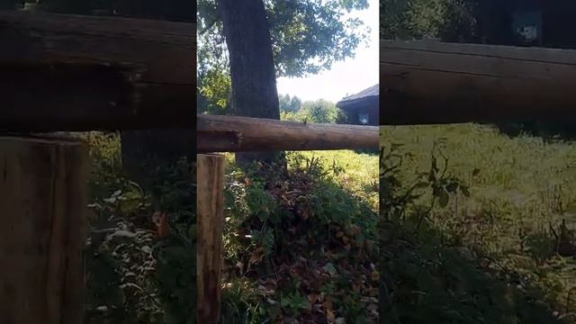 Самый большой дуб на Урале. смотреть онлайн