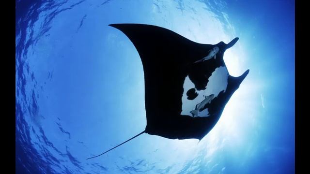 Музыка для йоги и отдыха - Botanica magia - Ocean bird смотреть онлайн