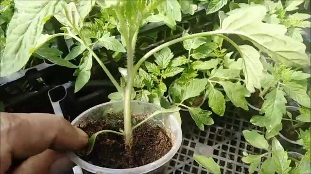 ОБРЕЗКА ЛИСТЬЕВ ОГУРЕЦ,КОРНЕВАЯ ТОМАТ смотреть онлайн