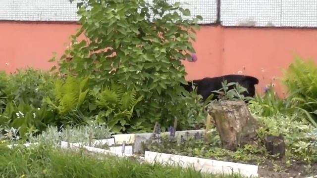 Зайку бросила хозяйка смотреть онлайн
