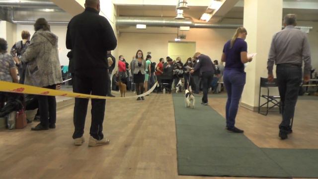 00080 фокс смотреть онлайн