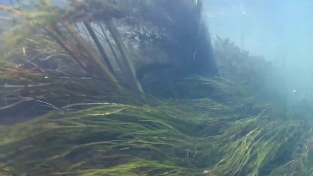 Аквариумные, водные растения в природе: рдесты, болотник, элодея, валлиснерия. Aquatic, water plant смотреть онлайн