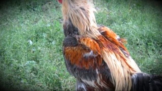 Каких видов бывают бойцовые петухи смотреть онлайн