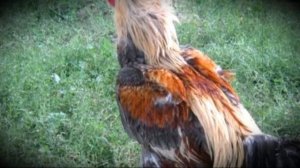 Каких видов бывают бойцовые петухи