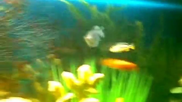 Меланохромис ауратос смотреть онлайн