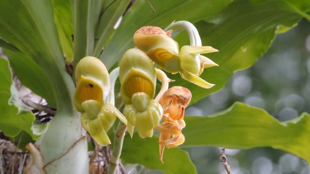 ORQUÍDEAS Em árvores, CATTLEYA PURPURATA, LAELIA COERULEA, LAELIA PURPURATA, CATASETUM, CATASETOS. смотреть онлайн
