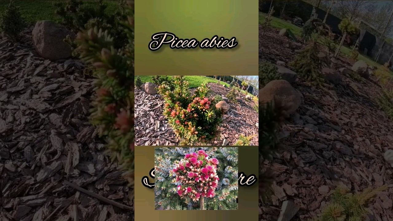 Супер-пупер!РЕДКОСТЬ Picea abies Spring FireЕль обыкновенная СпрингФаер #ЕльобыкновеннаяСпрингфаер смотреть онлайн