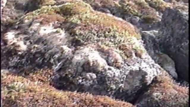1992 Upernavik Greenland Rocks Flowers Seaweeds geferris смотреть онлайн