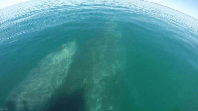 Baja Mexico Motorcycle Adventure on a Budget. Kawasaki KLR650, Suzuki TS100 смотреть онлайн