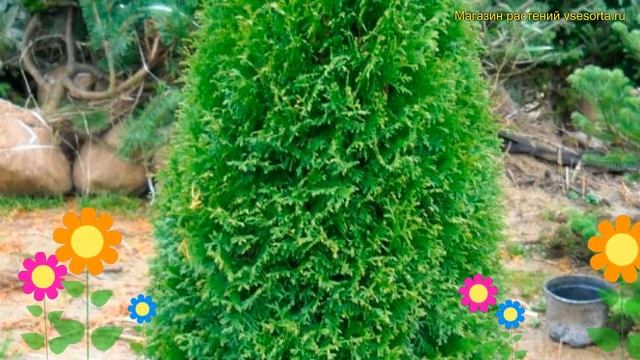 Туя западная Грин Эгг. Краткий обзор, описание характеристик thuja occidentalis Green Egg смотреть онлайн
