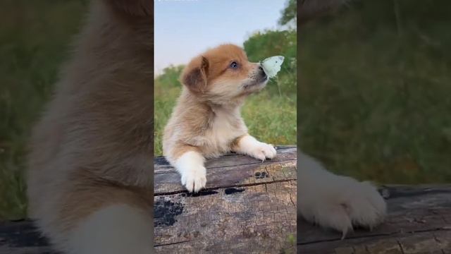 Путешественник домосед