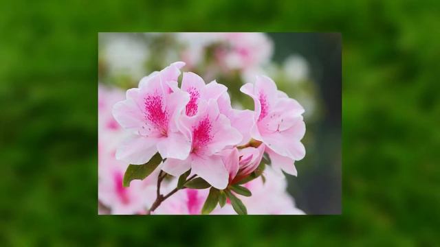 Top 8 Most Popular Flowering Hedge Plants 🌺🌹🌸 смотреть онлайн