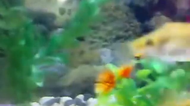 Собирал аквариум своими руками! смотреть онлайн