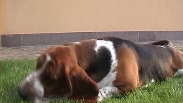 BASSET HOUND ...life from dogs... (ConteLarry) смотреть онлайн