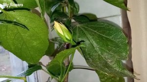 Гибискус.Уход в домашних условиях и возможные проблемы в выращивании.