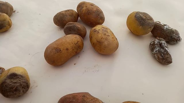 Болезни картофеля. Проявление болезней по клубням.