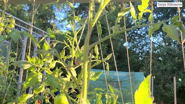 Томат ТРЮФЕЛЬ ЖЁЛТЫЙ очень вкусный и урожайный томат. смотреть онлайн