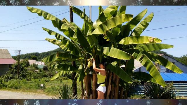 Светлана с Днем Рождения! смотреть онлайн