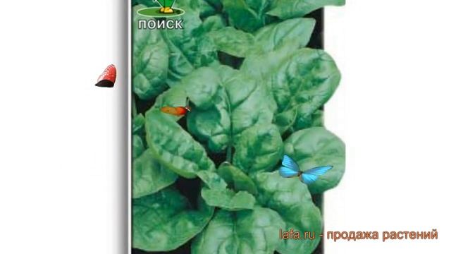 Шпинат обыкновенный Жирнолистный (zhirnolistnyy) ? обзор: как сажать, семена шпината Жирнолистный смотреть онлайн