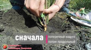 Что делать если из куста роз вырос куст шиповника Размножение роз почкой на шиповник