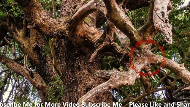 find the hidden animals - can you spot hidden animals | can you find hidden animals | Brain Games 4 смотреть онлайн