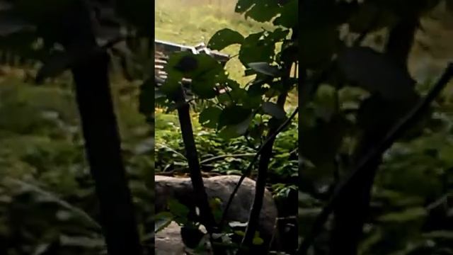 Ходьба по лесу смотреть онлайн