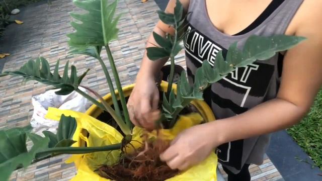 PROPAGATION OF PHILODENDRON RING OF FIRE IN MY VERY OWN WAY |#philodendron смотреть онлайн