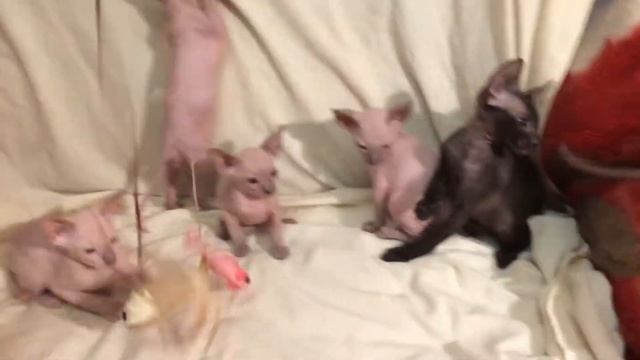 Котята петерболд смотреть онлайн
