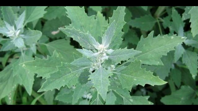 ОНА сжигает жир, выводит токсины, омолаживает кожу, активирует рост волос, улучшает зрение и нервы! смотреть онлайн