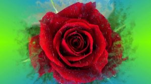 Футаж. Цветы под дождём 13  Footage. Flowers in the rain 13