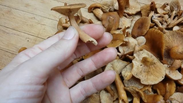 Lactarius Rubidus - Candy Cap Mushrooms смотреть онлайн