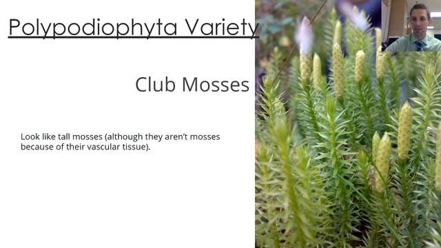 4 Polypodiophyta смотреть онлайн