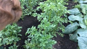 Сидераты: фацелия и белая горчица