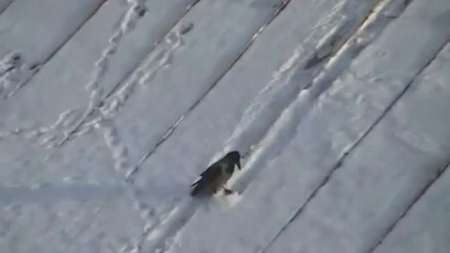 Ворона-сноубордистка катается по крыше смотреть онлайн