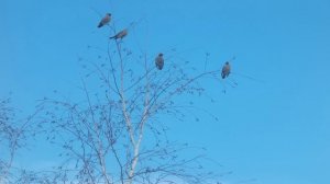 23 февраля.СВЯТОЙ ПРОХОР. Народные приметы и поверья