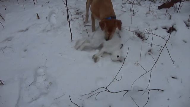 Охота с гончей смотреть онлайн