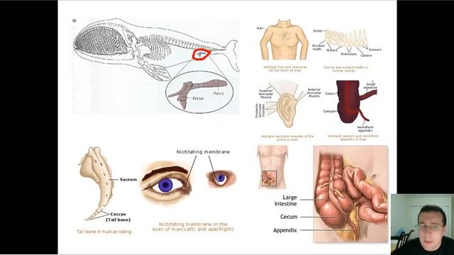 Evidence of Evolution (Part 3): Anatomy - Vestigial & Mosaic Structures смотреть онлайн