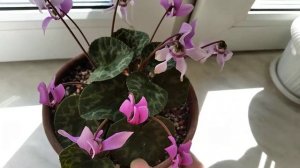 Европейский цикламен.