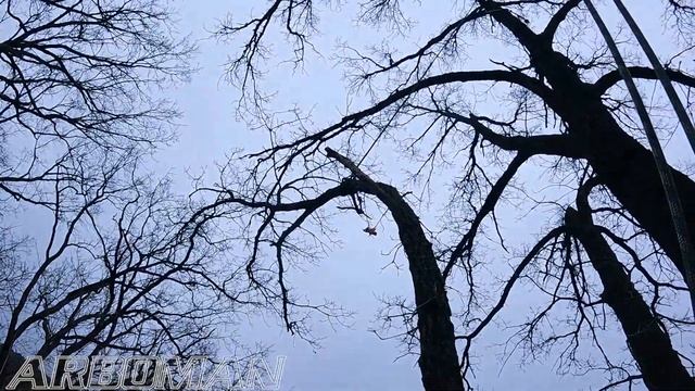 Робота з дубами Робота з дубами продолжение Work with oak trees continued смотреть онлайн