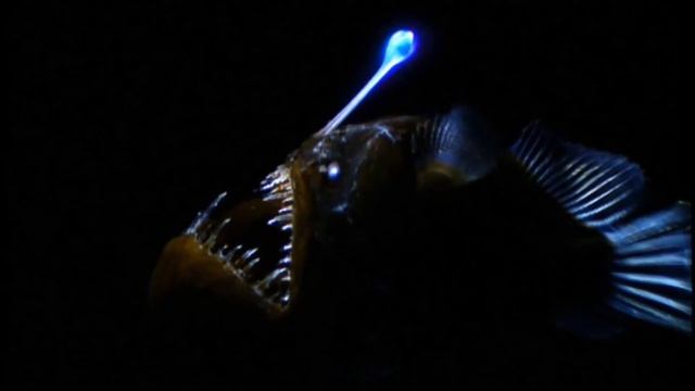 Deep Sea Monster The Angler Fish смотреть онлайн