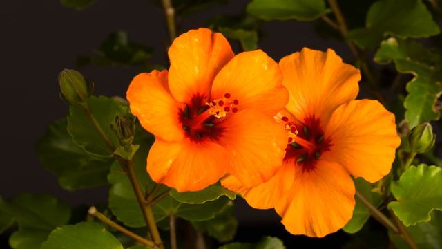 🌹 FLORES abriéndose en cámara lenta! 10 minutos de flores hermosas floreciendo a cámara superlenta смотреть онлайн